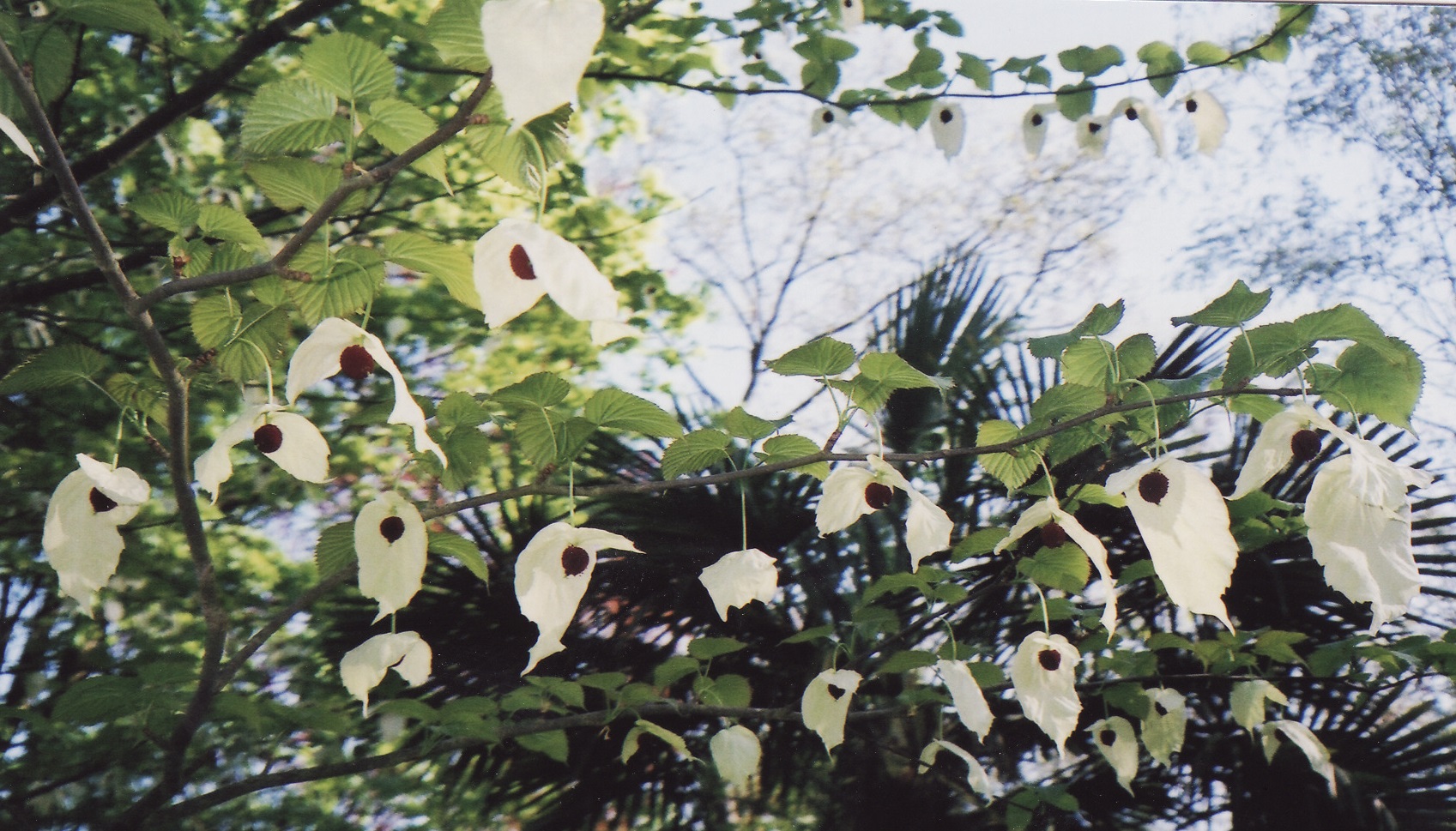 arbreMouchoirsGrosPlan