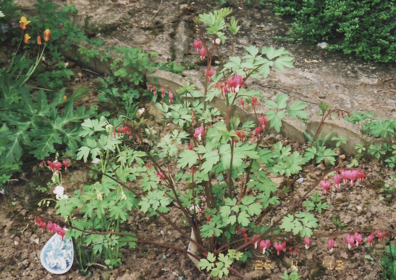 coeurDeMarie